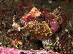 Sculpin eating crab. by Jeremy Axworthy 